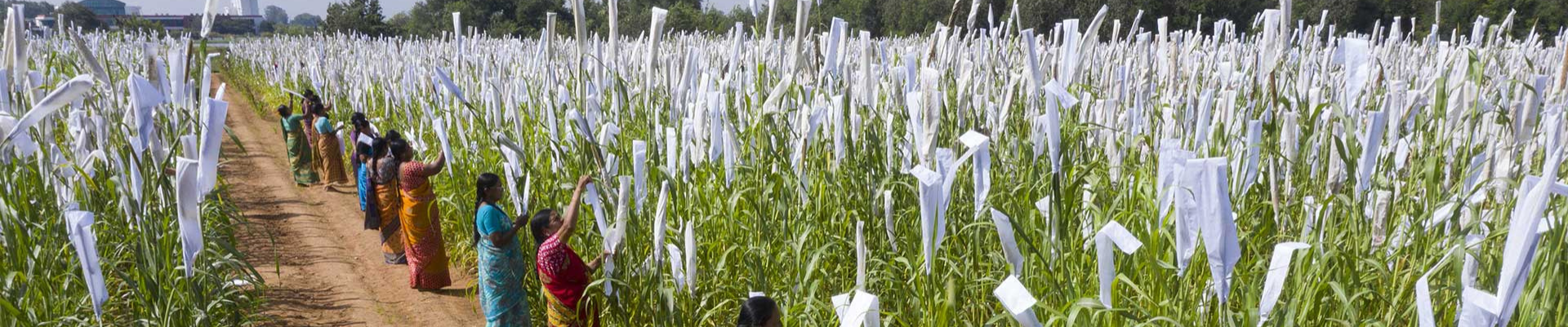 Crops