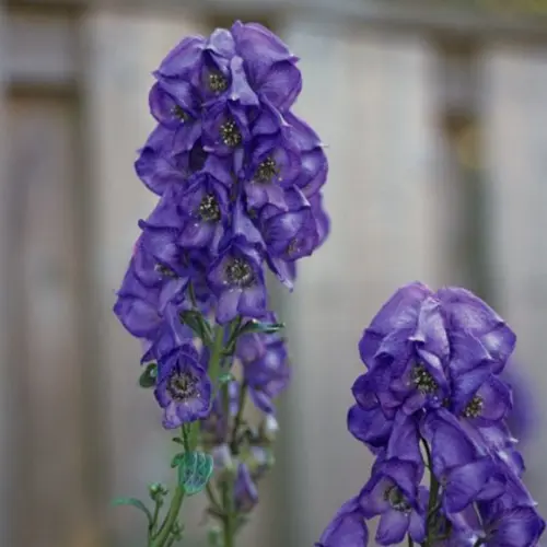 Aconite