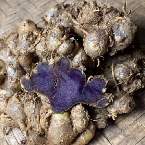 Black Ginger