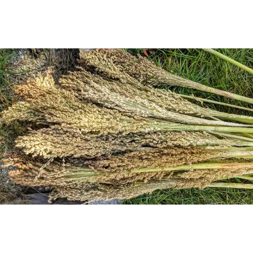 Broom Crop
