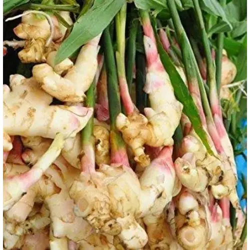 Wild Ginger
